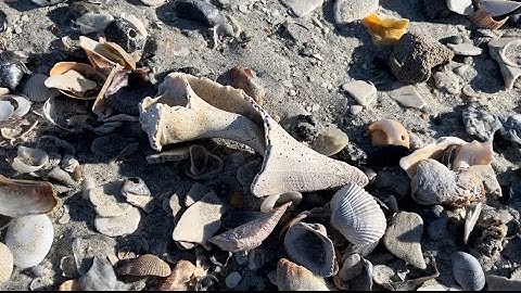 2-4-2024 walk on Holden Beach, NC