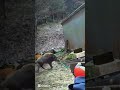 Охота на кабана — точный выстрел в лесу014#охотанакабана #кабан #охота#дикийкабан#охотавлесу#охотник