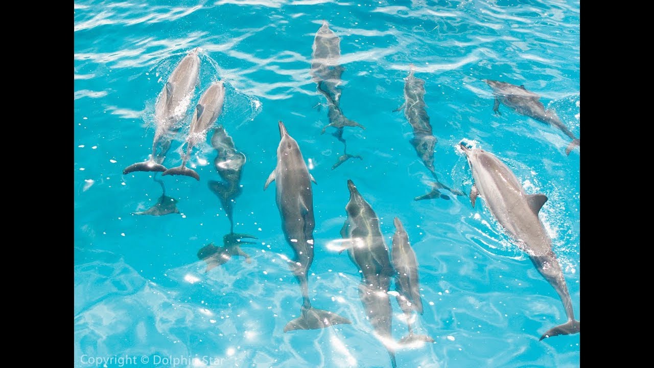 Wild Dolphin Nature Tours | Oahu, Hawaii