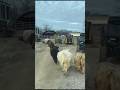 Moving the mini cows before the storm #katievanslyke