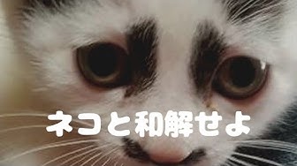 ネコと和解せよ Youtube ネコと和解せよ Youtube
