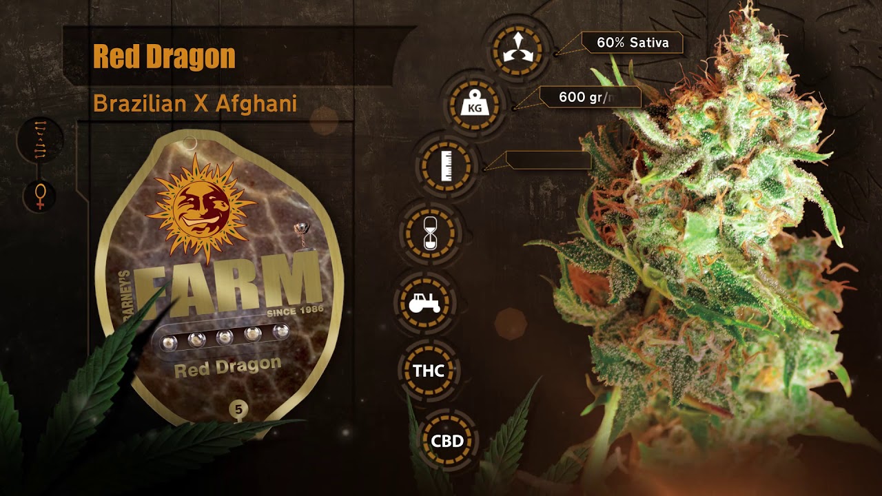 Barneys Farm Red Dragon