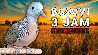 MASTERAN SUARA PERKUTUT 3 JAM Nonstop | Suara pikat