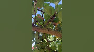 Thumbnail of Plum/ Damson plum/Plum Tree/Plum Tree with ripe fruit/Plum Fruit picking season/Amazing plum fruit