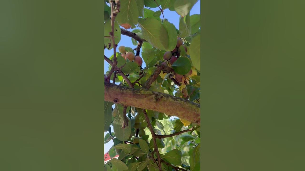 Plum/ Damson plum/Plum Tree/Plum Tree with ripe fruit/Plum Fruit picking season/Amazing plum fruit