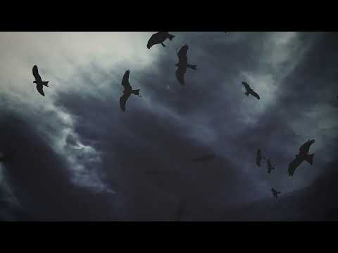 DRIVE BY WIRE - Northern Lights   **OFFICIAL VIDEO**