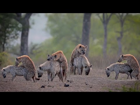 Video: Mangostán y perros