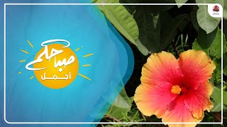 مهنتي مع هند : زراعة الأشجار والشتلات | صباحكم أجمل