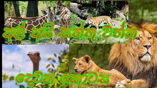 #zoo#animal#alainzoo අල් අයින් සත්තු  වත්ත | al ain zoo part 2