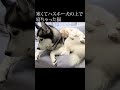 ハスキー犬に育てられた猫が犬になった。#shorts