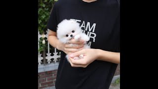 Adoption of the cutest Pomeranian puppy