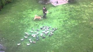 The Small Version Of Koochee Dogs Has Many Talents