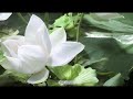 Life Is a Flower - Lotus Blooming - Time Lapse