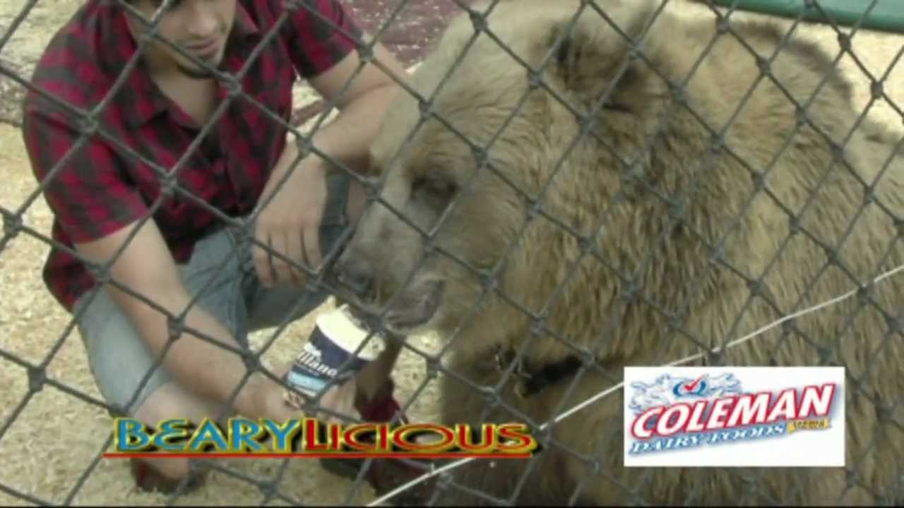Coleman Dairy at the Arkansas State Fair "Big Bear Attraction"10 17 12
