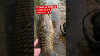 🎣🐟Fishing in France , Pêche en France#rybalka#fishing#pêche