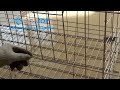 HIGHTOP® Poultry cage installation( poultry marketing plan)