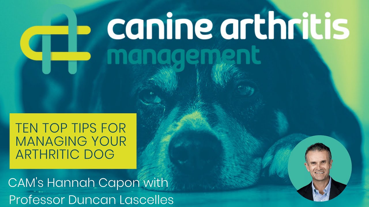 Ten Top Tips for managing your arthritic dog with Professor Duncan Lascelles