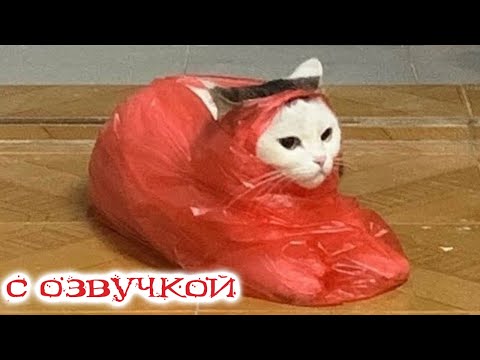 Приколы с котами! С ОЗВУЧКОЙ! Самые смешные животные - СМЕШНЫЕ КОШКИ И СОБАКИ 2023! Я РЖАЛ ДО СЛЕЗ!