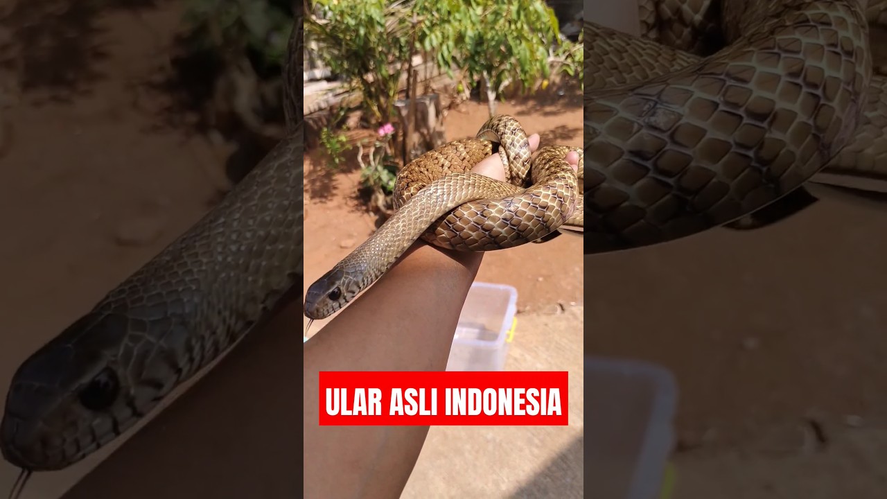 ULAR BANDOTAN MACAN INI KANIBAL‼️ULAR INDONESIA‼️