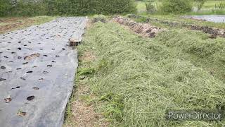 Chanvre, lin, miscanthus, l'importance d'un bon paillage dans le jardin  pour économiser de l'eau - NeozOne