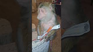 😂#funnyanimals #primate #monkeysoftiktok #funnydog #petmonkey