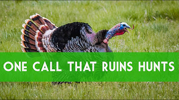 Turkey Calling: Greatest Mistake Of Calling Hens. How To Call Turkeys.