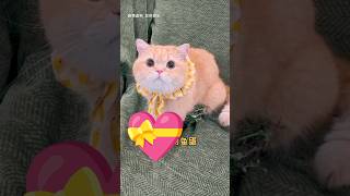 A Cat Saved Life Of Bird's Baby | #shorts
