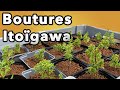 Comment faire des boutures de genvrier itogawa