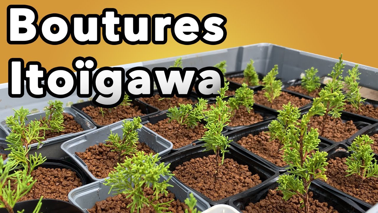 COMMENT FAIRE DES BOUTURES DE GENÉVRIER ITOÏGAWA