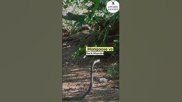 Intense Showdown: Mongoose vs. Black Mamba