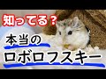 【ハムスター】本やネットでは教えてくれない、本当のロボロフスキーとは?飼ってみたからこんなハムスターだった!