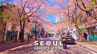 Goodbye Spring: Seoul Cherry Blossom Walk 2026 🌸 | 4K HDR