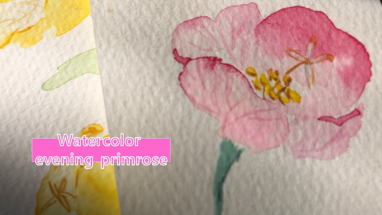 How to paint watercolor herbs floral illustration/ Evening Primrose / no.8 [paperdoll789]