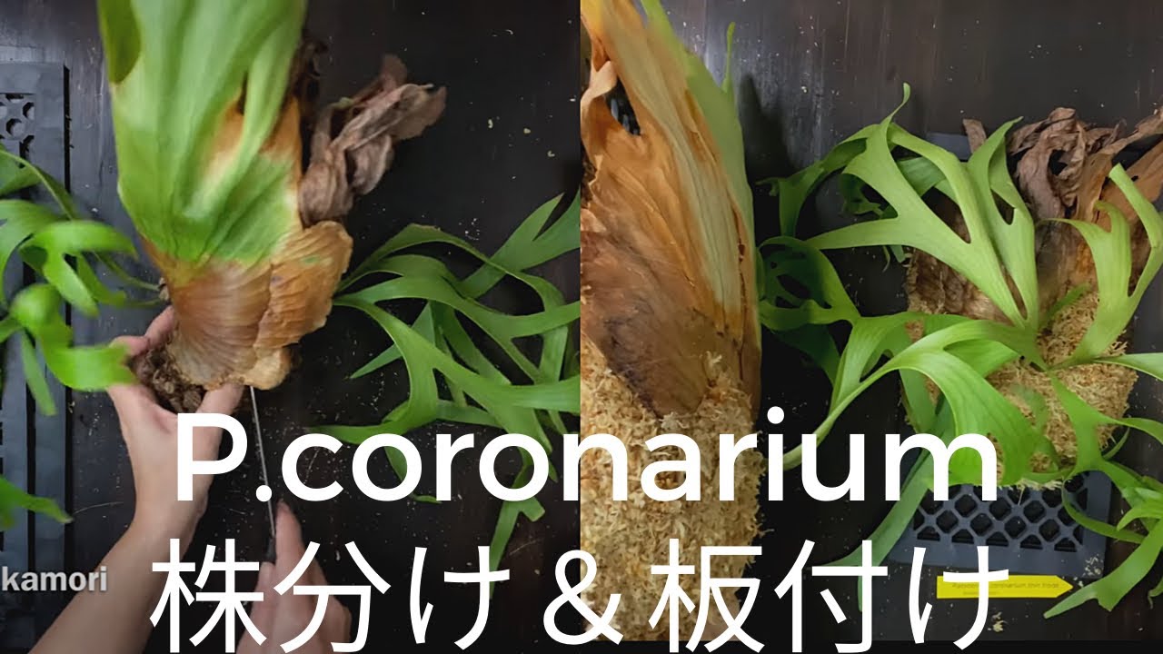 コロナリウム 板付 大株 ビカクシダ コロナリュウムの株分け&板付けを、初心者にもわかり
