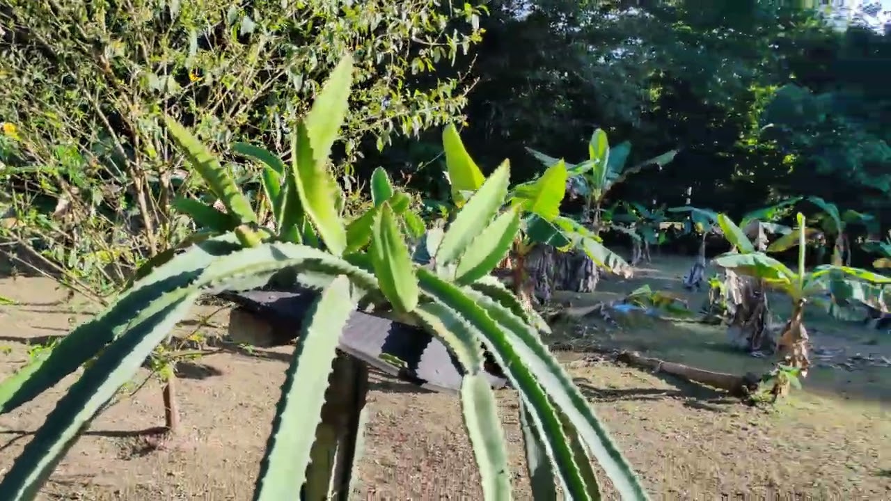 Consintiendo a mis pitahayas en la finca del atlántico.#Panamá#viral2026 #dragonfruit #pitahaya 