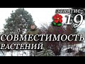 Курсы. Занятие 19. Совместимость растений. Принцип 1.