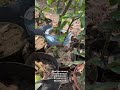 লিচুর থেকেও ভালো লঙ্গন গাছ আপনার বাড়িতে লাগান বারো মাস ফল দেবে এই গাছ
