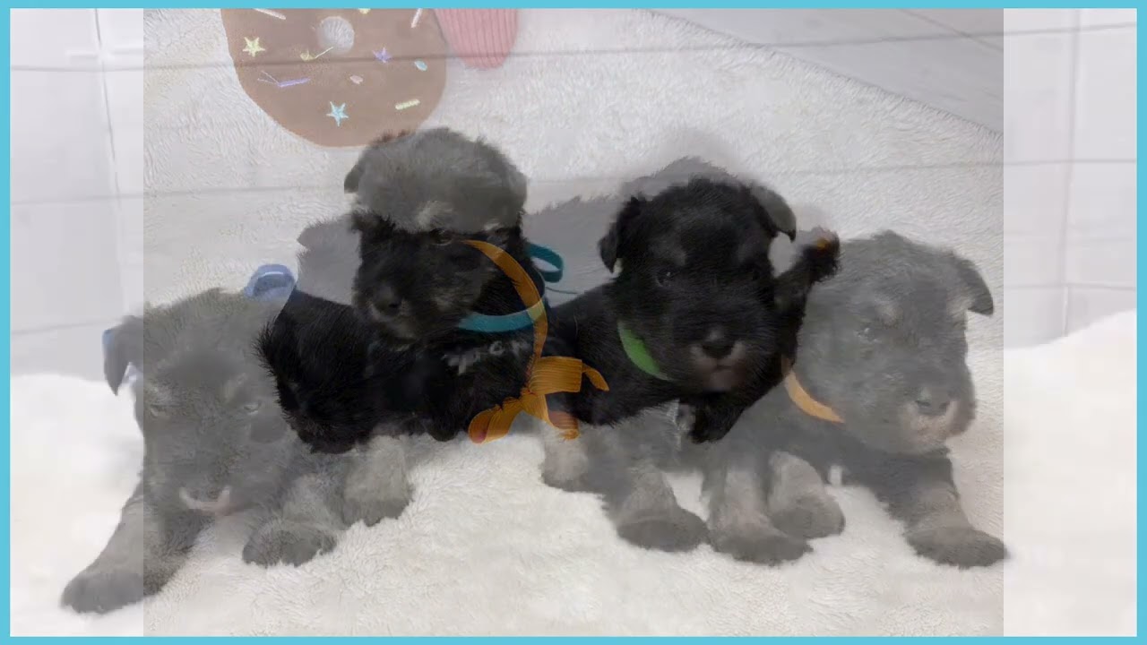 747986 M・シュナウザー - YouTube