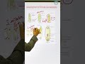 Sexual Reproduction in Flowering Plants| Female Gametophyte #neet #biology #short #exampreparation