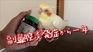 ネクトンQ 与え方・使い方～鳥類用総合ビタミン剤　【きなこのお父さんのHOW TO BIRD】オカメインコと愉快な仲間たち