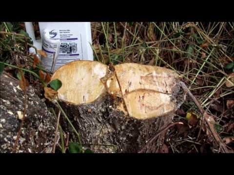 Video: Kan Roundup dræbe en træstub?