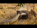 Craziest Honey Badger Fights Ever Caught On Camera | Animal Fights