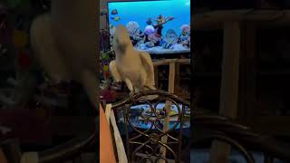 Mr. Coco The Atoo Dancing