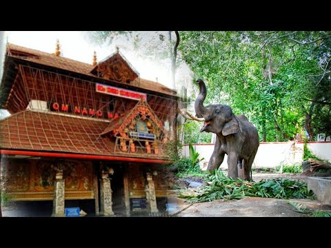Elephant Sanctuary In Guruvayur Temple YouTube elephant-sanctuary-in-guruvayur-temple-youtube