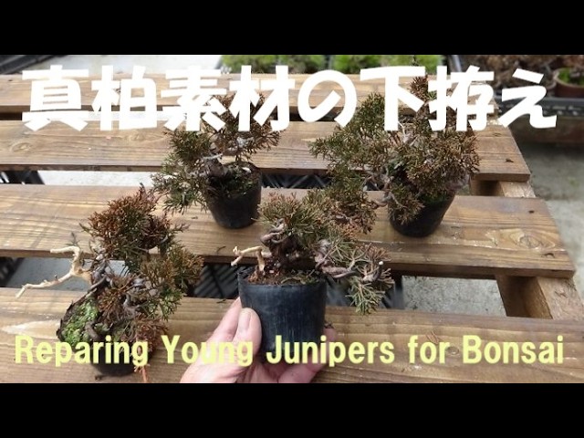 盆栽工房 春嘉 #434 【真柏の改作】来年の楽しみを準備しておこう Rome