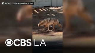 Coyote with extremely swollen face in Studio City rescued by wildlife advocates screenshot 4