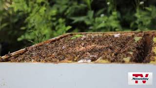 Long Islanders use their homes to save the bees and sell local honey