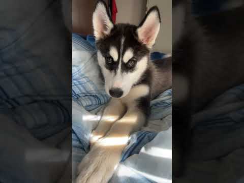 Husky puppy is trying to wake up little girl...