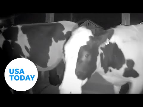 Let us in! Animals of all shapes, sizes caught ringing doorbell cams | USA TODAY