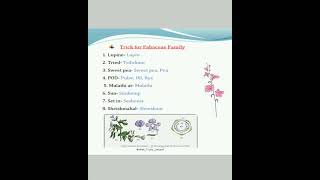Fabaceae Family Example